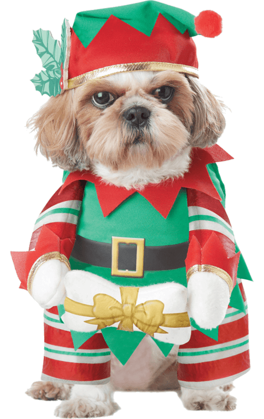 Déguisement de Noël pour chien elfe