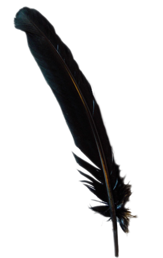 Black Turkey Feather